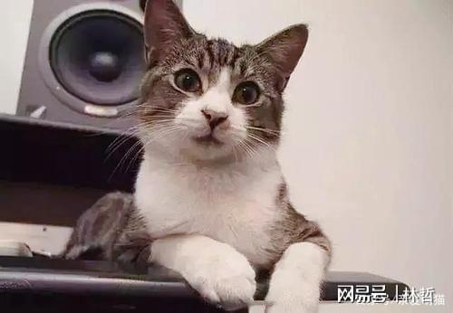 粮？宠物猫粮品牌排行榜前十名分享开元棋牌网站新手怎么选择合适的猫(图12)